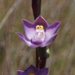 Thelymitra peniculata at Throsby, ACT - 24 Oct 2021