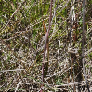 Thelymitra peniculata at Throsby, ACT - 24 Oct 2021