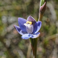 Thelymitra peniculata (Blue Star Sun-orchid) at Throsby, ACT - 24 Oct 2021 by DPRees125
