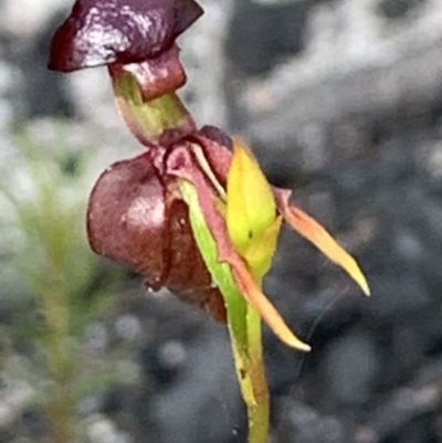 Caleana major (Large Duck Orchid) at Wollemi National Park - 3 Nov 2020 by JVR