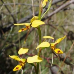 Diuris sulphurea (Tiger Orchid) at Throsby, ACT - 24 Oct 2021 by DPRees125