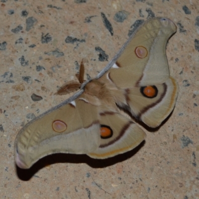 Opodiphthera eucalypti (Emperor Gum Moth) at Yass River, NSW by 120Acres