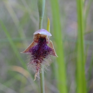 Calochilus platychilus at Yass River, NSW - 25 Oct 2021