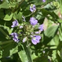 Veronica anagallis-aquatica (Blue Water Speedwell) at Booth, ACT - 19 Oct 2021 by RAllen