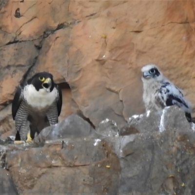Falco peregrinus (Peregrine Falcon) at Kambah, ACT - 30 Oct 2021 by JohnBundock