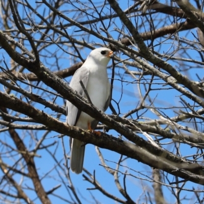 Accipiter novaehollandiae (Grey Goshawk) at Eden, NSW - 28 Oct 2021 by Tammy