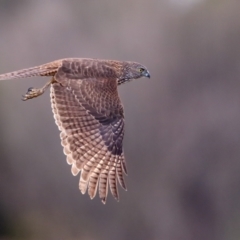 Accipiter fasciatus (Brown Goshawk) at Jerrabomberra Wetlands - 19 Jul 2015 by Leo