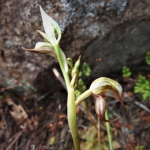 Oligochaetochilus hamatus at Paddys River, ACT - suppressed