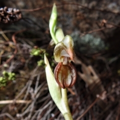 Oligochaetochilus hamatus at Paddys River, ACT - suppressed