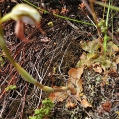 Oligochaetochilus hamatus at Paddys River, ACT - suppressed