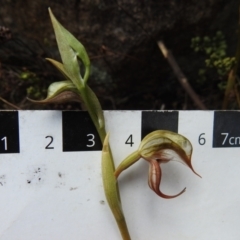 Oligochaetochilus hamatus at Paddys River, ACT - suppressed