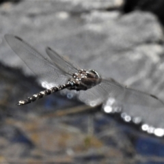 Adversaeschna brevistyla (Blue-spotted Hawker) at Paddys River, ACT - 30 Oct 2021 by JohnBundock