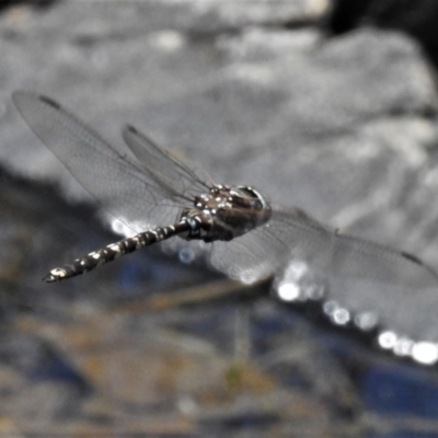 Adversaeschna brevistyla (Blue-spotted Hawker) at Paddys River, ACT - 30 Oct 2021 by JohnBundock