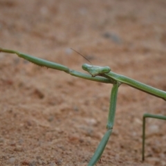 Mantodea (order) (Unidentified praying mantis) at Paddys River, ACT - 30 Oct 2021 by JohnBundock