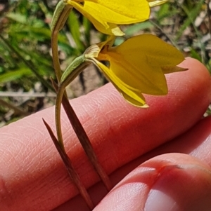 Diuris monticola at Shannons Flat, NSW - 29 Oct 2021