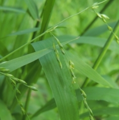 Ehrharta erecta (Panic Veldtgrass) at O'Connor, ACT - 30 Oct 2021 by michaelb