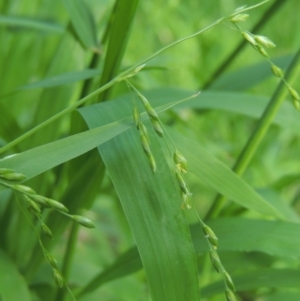 Ehrharta erecta at O'Connor, ACT - 30 Oct 2021