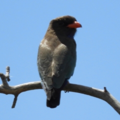 Eurystomus orientalis (Dollarbird) at Tharwa, ACT - 28 Oct 2021 by MatthewFrawley
