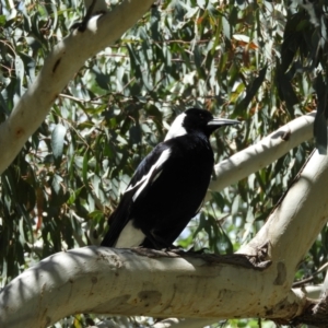 Gymnorhina tibicen at Tharwa, ACT - 28 Oct 2021