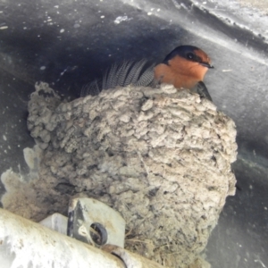 Hirundo neoxena at Tharwa, ACT - 28 Oct 2021 02:10 PM