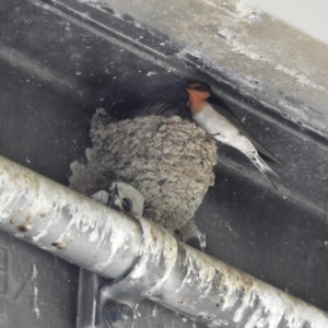 Hirundo neoxena at Tharwa, ACT - 28 Oct 2021