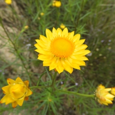 Xerochrysum viscosum (Sticky Everlasting) at Mount Taylor - 30 Oct 2021 by MatthewFrawley