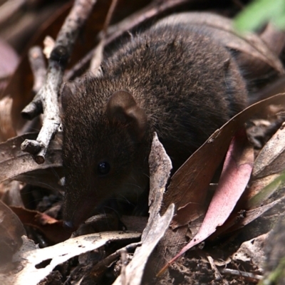 Antechinus mimetes mimetes (Dusky Antechinus) at Paddys River, ACT - 30 Oct 2021 by drrthomas