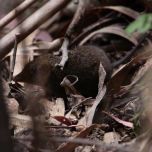 Antechinus mimetes mimetes at Paddys River, ACT - 30 Oct 2021 01:33 PM