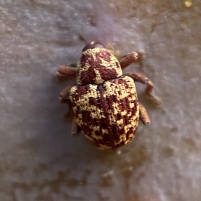 Lybaeba metasternalis (Weevil) at Jerrabomberra, NSW - 30 Oct 2021 by SteveBorkowskis