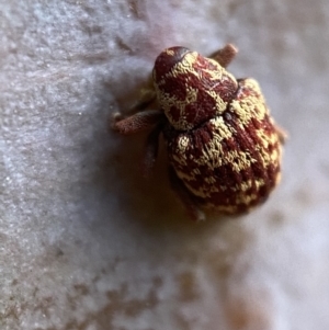 Lybaeba metasternalis at Jerrabomberra, NSW - 30 Oct 2021