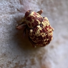 Lybaeba metasternalis at Jerrabomberra, NSW - 30 Oct 2021