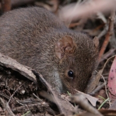 Antechinus mimetes mimetes (Dusky Antechinus) at Tidbinbilla Nature Reserve - 30 Oct 2021 by drrthomas