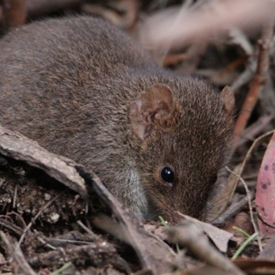 Antechinus mimetes mimetes (Dusky Antechinus) at Paddys River, ACT - 30 Oct 2021 by drrthomas