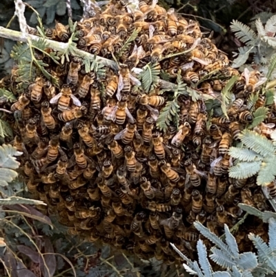 Apis mellifera (European honey bee) at Jerrabomberra, NSW - 30 Oct 2021 by SteveBorkowskis