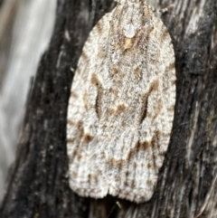 Thrincophora inconcisana at Jerrabomberra, NSW - 30 Oct 2021