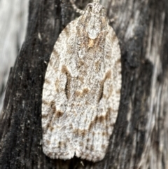 Thrincophora inconcisana at Jerrabomberra, NSW - 30 Oct 2021