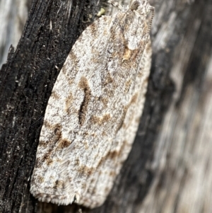 Thrincophora inconcisana at Jerrabomberra, NSW - 30 Oct 2021