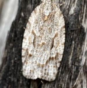 Thrincophora inconcisana at Jerrabomberra, NSW - 30 Oct 2021