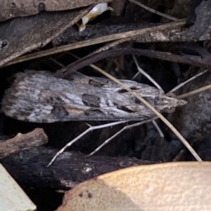 Nomophila corticalis at Jerrabomberra, NSW - 30 Oct 2021