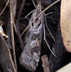 Nomophila corticalis at Jerrabomberra, NSW - 30 Oct 2021