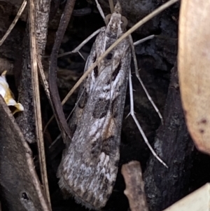 Nomophila corticalis at Jerrabomberra, NSW - 30 Oct 2021