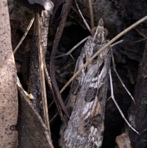 Nomophila corticalis at Jerrabomberra, NSW - 30 Oct 2021