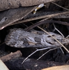 Nomophila corticalis at Jerrabomberra, NSW - 30 Oct 2021