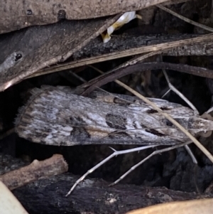 Nomophila corticalis at Jerrabomberra, NSW - 30 Oct 2021