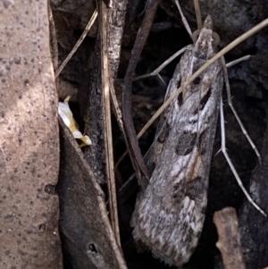 Nomophila corticalis at Jerrabomberra, NSW - 30 Oct 2021