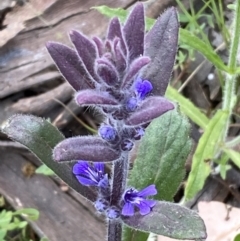 Ajuga australis (Austral Bugle) at Jerrabomberra, NSW - 30 Oct 2021 by Steve_Bok