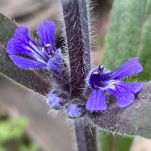 Ajuga australis at Jerrabomberra, NSW - 30 Oct 2021