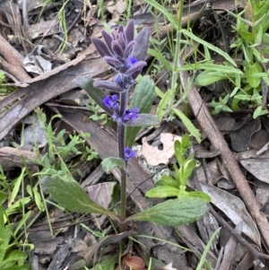 Ajuga australis at Jerrabomberra, NSW - 30 Oct 2021