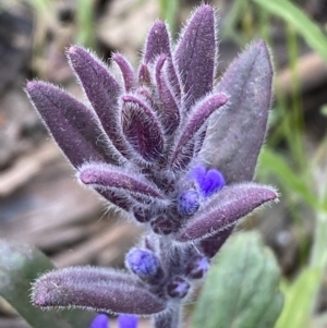 Ajuga australis at Jerrabomberra, NSW - 30 Oct 2021