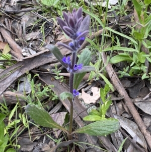 Ajuga australis at Jerrabomberra, NSW - 30 Oct 2021